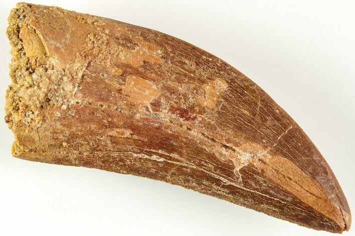 Serrated, Carcharodontosaurus Tooth - Real Dinosaur Tooth #207003